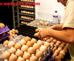 Se Necesita Urgente Personal para Empacar Huevos Ecologicos desde casa Plazas Limitadas