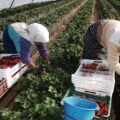 Buscamos personal para recolección de fruta