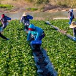 Reclutamos personal para trabajar en campo agrícola